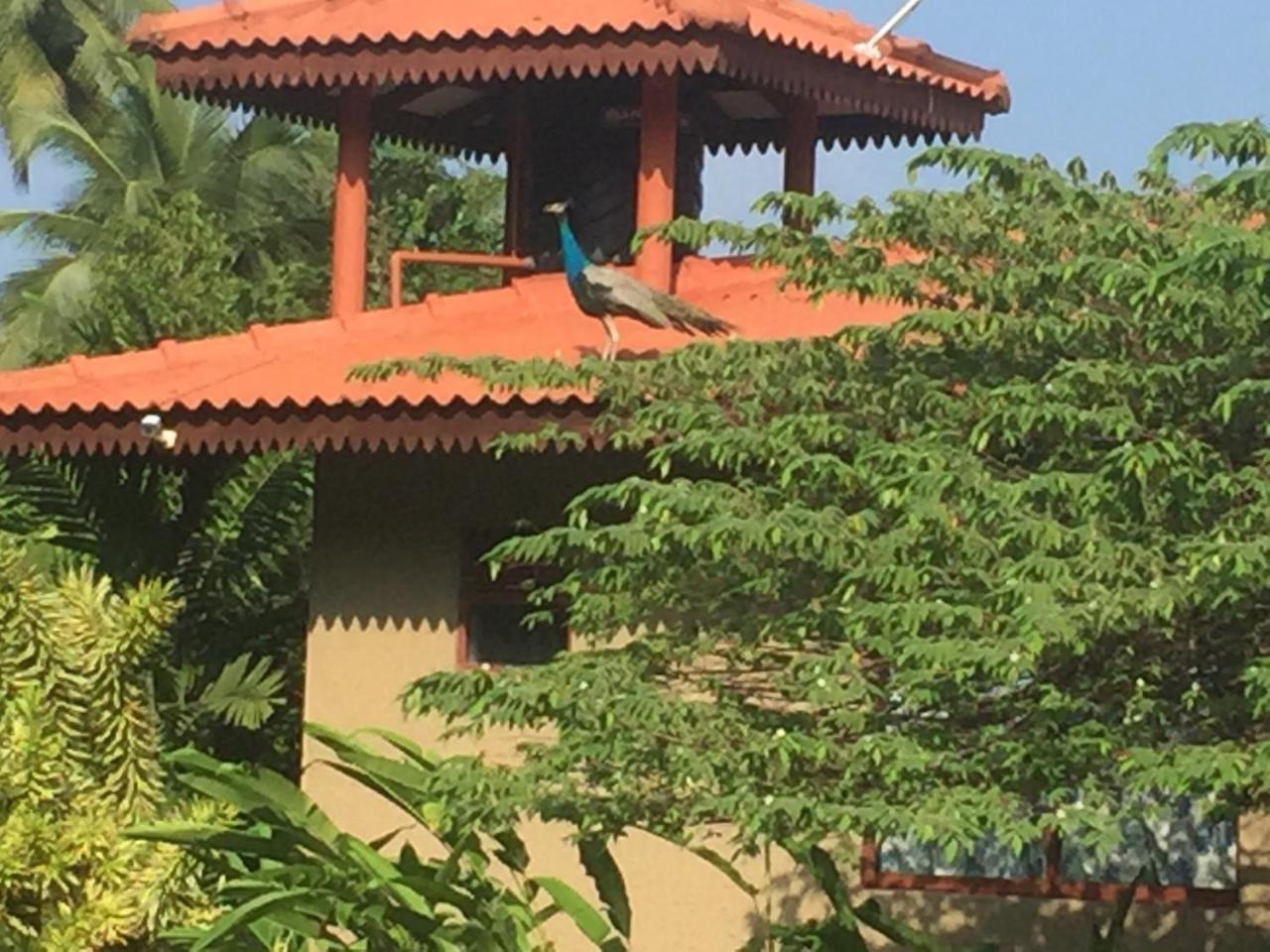 Mass Eco Cabana Yoga&Spa - Unawatuna Bagian luar foto